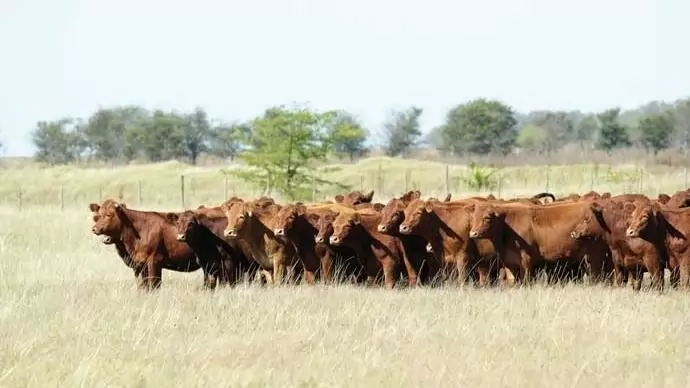 Marha jó! – Mi a helyzet a húsmarhaszektorban?