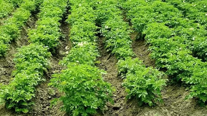 Uniós előterjesztés arról, hogy ne újítsák meg a klórprofam engedélyét