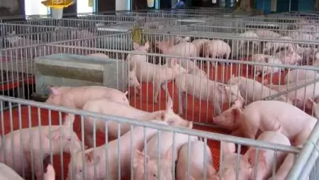 Kína hamarosan sertéshússal önti el a világot