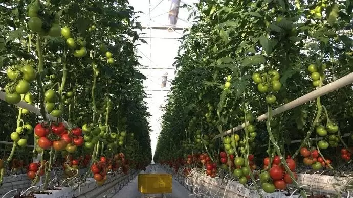 Öt liter vízből egy kiló paradicsom – csoda a sivatagban