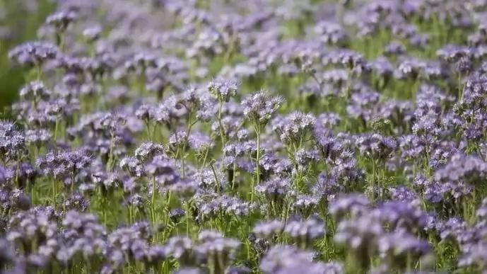 Repcetermesztőként mire érdemes odafigyelni a zöldítő keverék idei kiválasztásakor?
