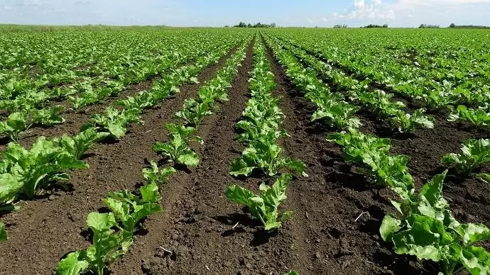 Három hatóanyag EU-engedélyét újították meg hivatalosan