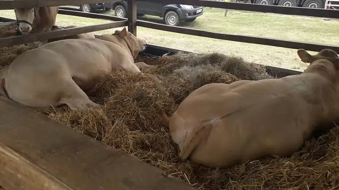 10 milliárd forint lehet a támogatott agrárbiztosítások díjbevétele