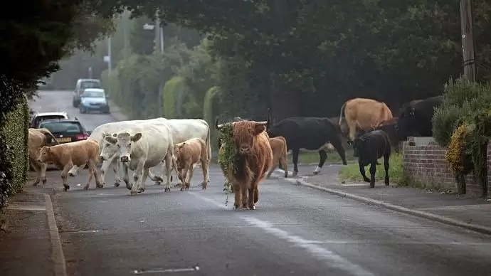 Pelenkázni kell majd a teheneket?