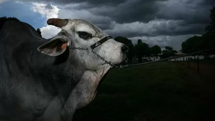 Millió dolláros bika