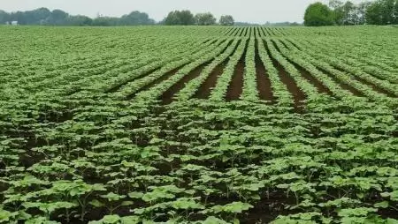 Az Agchem célkitűzések nem érték el céljukat a gyakorlatban, állítja egy EU-parlamenti tanulmány