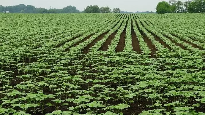 Az Agchem célkitűzések nem érték el céljukat a gyakorlatban, állítja egy EU-parlamenti tanulmány