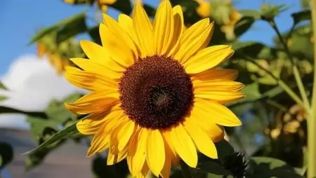 A szakma szerelmese vagyok