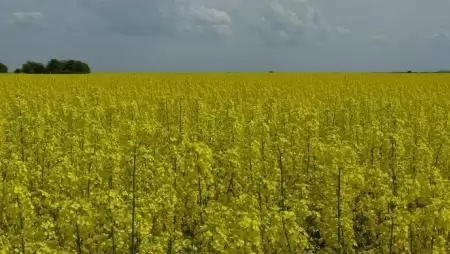 Egy tanulmányban kiszámolták, mi lehet a hatása a glifozát betiltásának