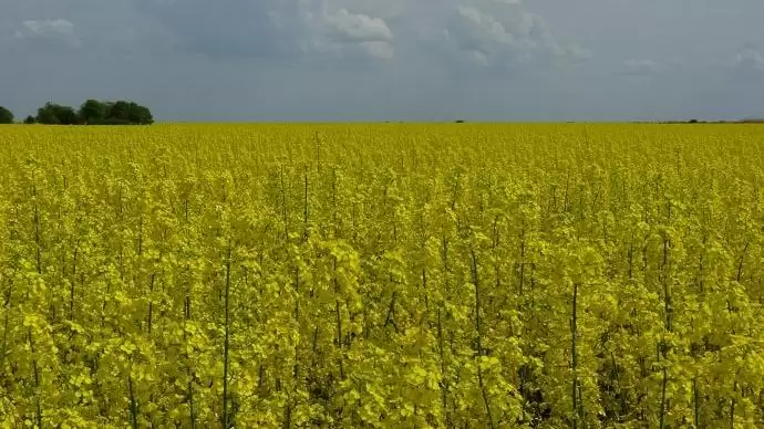 Egy tanulmányban kiszámolták, mi lehet a hatása a glifozát betiltásának