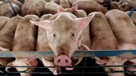 A finnek megcélozták Ázsiát  