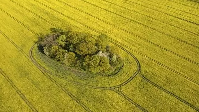 Repce, a nap éltető ereje