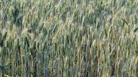 Lehet egy kicsivel több?