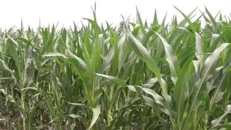 Az EU-tagállamok visszahívnak két GM kukoricavonalat