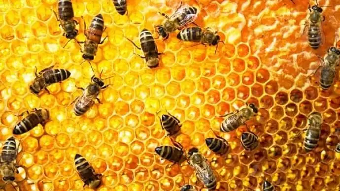 A méhek védelme érdekében fokozzák az EU-ban az agrokémiai szerek ellenőrzését