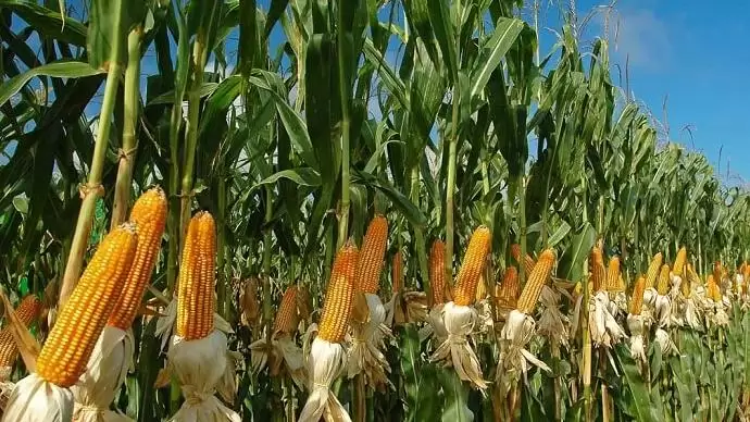 Kína legalább 100 évre tervez Brazíliában