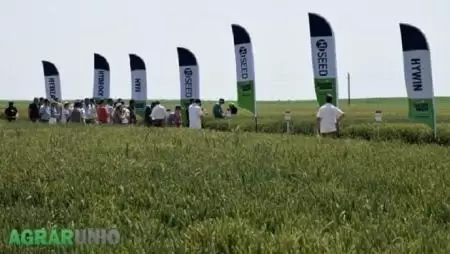 Hibridekkel nem ígéret többé a stabilan magas hozam