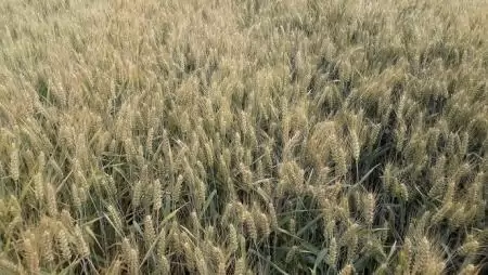 V4 nyilatkozat az agrár-innovációról és a támogatásokról