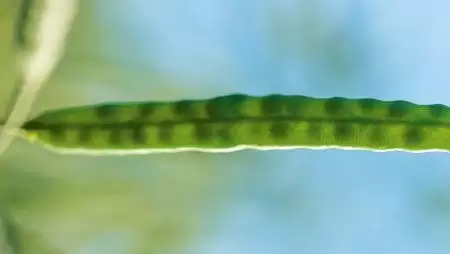 RAPOOL-REPCÉK: SHREK – a zöld óriás