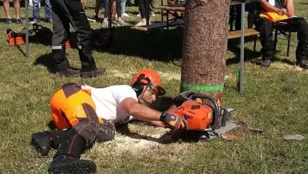 Vigyázz, ha dől a fa!