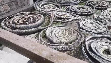 Rémálom: kígyótenyésztésből él a falu