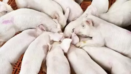 Állategészségügy – Sikeres sertéstenyésztés holisztikus megközelítésben