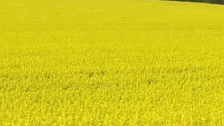 Főszerepben a repce