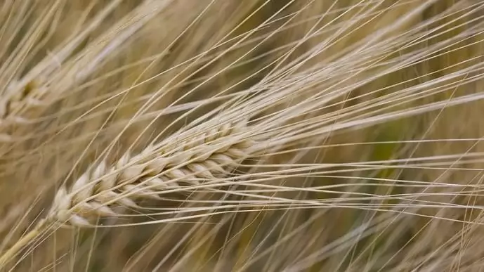 SAATEN-UNION ŐSZIÁRPA-FAJTÁK. A CSÚCSOK CSÚCSAI.