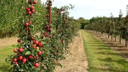 Az Agrárminisztérium az almatermelők oldalán áll