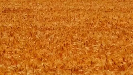 Mondd, mennyit ér a búza