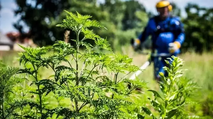 Bekeményítenek: a parlagfüves terület nem támogatható