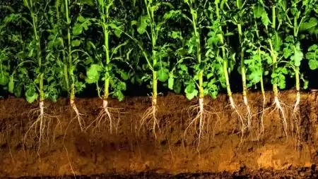 MEGJELENT: A NAGY HOZAMOK A MÉLYBEN GYÖKEREZNEK