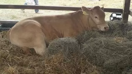 2020 után is marad a szarvasmarha-ágazat támogatása