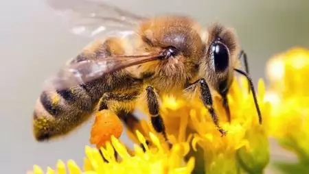Nemcsak öljük, de szerfüggővé is tesszük a méheket