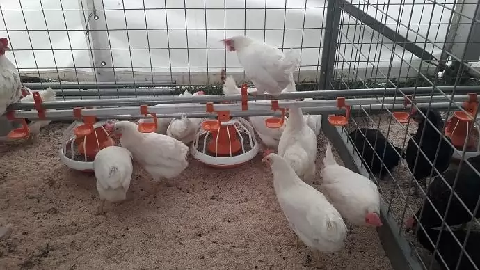 A baromfiágazat élen jár az állattenyésztésben