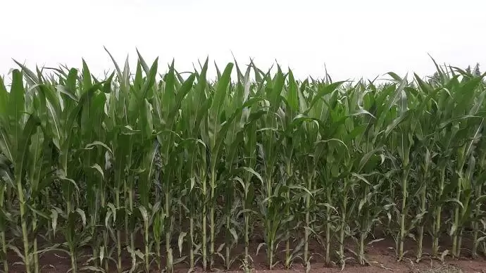 Kukorica-importra szorul az EU?