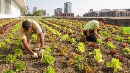 Farmtól az asztalig – pár óra alatt