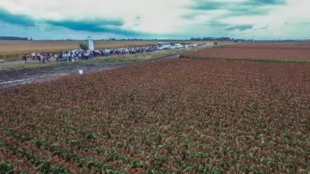 A cirok a jövő alternatív takarmánynövénye