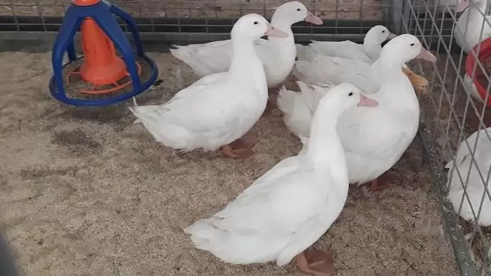 Madárinfluenza járvány esetén is tovább folytatódhat a magyar baromfihús japán exportja