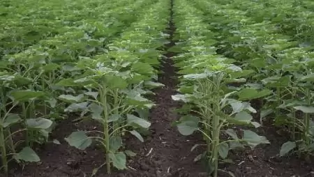 A BASF és a Corteva Agriscience™, a DowDuPont mezőgazdasági divíziója licensz megállapodást kötött a Clearfield® Plus technológia használatára napraforgóban 