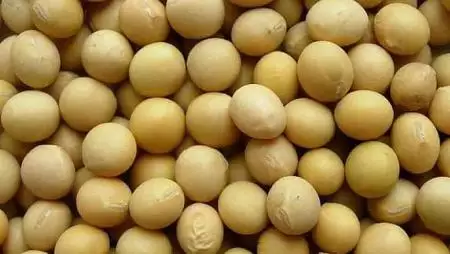 Hazánkban is növekszik a kereslet a GMO-mentes szója iránt