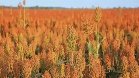 A jövő hisz a cirokban