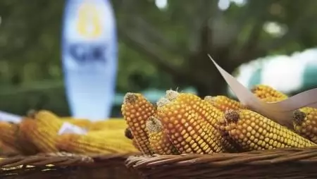 Itthon otthon vannak a GK fajtái