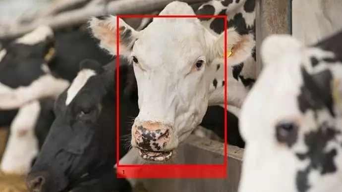 A számítógép szeme hizlalja a jószágot