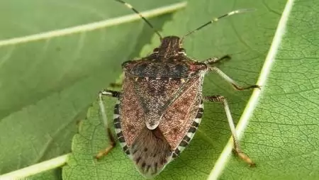 Rossz hír: maradnak a poloskák