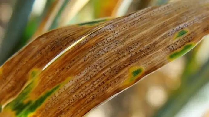 A fenpikoxamid uniós engedélye októbertől lépett érvénybe