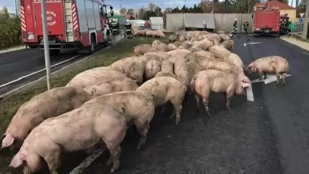 Sertésszállító kamion borult fel Berettyóújfaluban