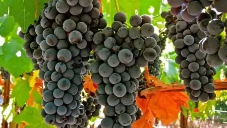 Jó évjáratra számítanak a szekszárdi borvidéken