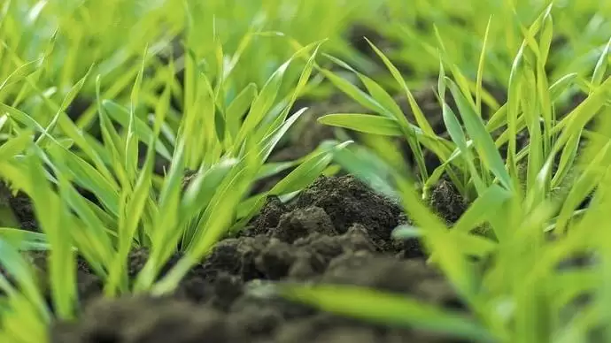 A Nufarm új csomagajánlata a kalászosok őszi gyomirtására: Agility+Alliance