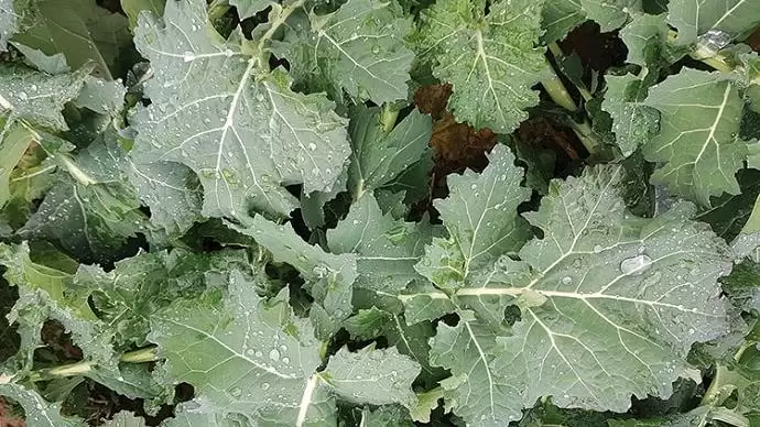 Természetesen a növények vitalitásáért